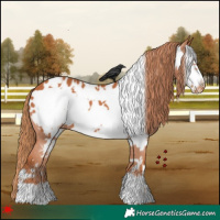Horse Color:Chestnut Frame Appaloosa 