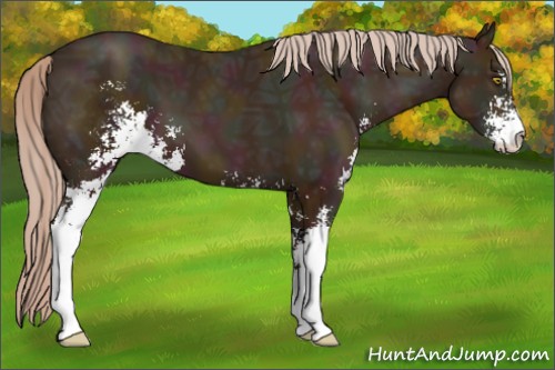 Horse Color:Midnight Gold Champagne Ice Sabino 