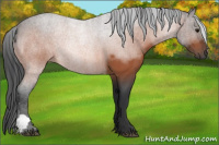 Horse Color:Bay Roan 