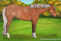 Horse Color:Silver Bay Rabicano 