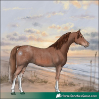 Horse Color:White Spotted Chestnut Sabino