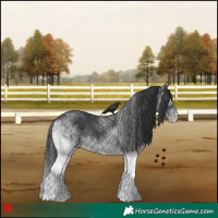 Horse Color:White Spotted Black