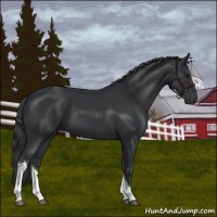 Horse Color:Black Tobiano 