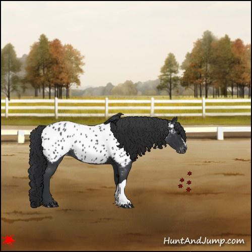 Horse Color:Blue Roan Appaloosa 