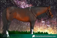 Horse Color:Bay Tobiano 