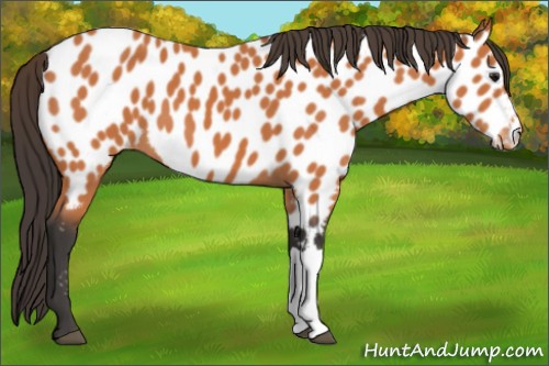 Horse Color:Bay Appaloosa 