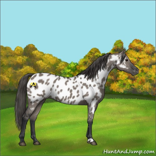 Horse Color:Grullo Appaloosa 