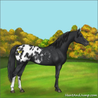 Horse Color:Black Appaloosa 