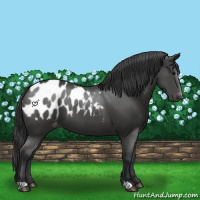 Horse Color:Black Appaloosa 