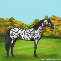 Horse Color:Black Near Leopard 