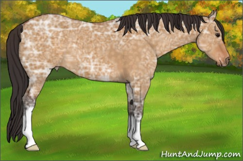 Horse Color:Buckskin Ice Dun 
