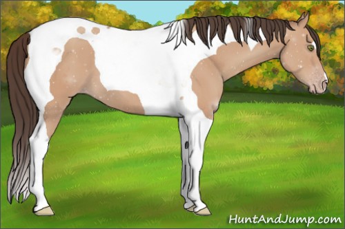 Horse Color:Amber Champagne Tobiano 