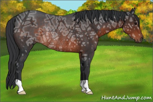 Horse Color:Brown Ice Rabicano 