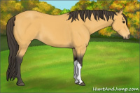 Horse Color:Buckskin 