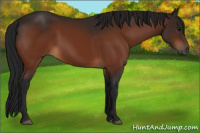 Horse Color:Gray Bay 