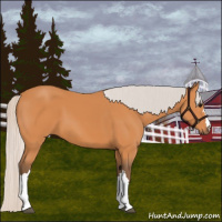 Horse Color:Silver Bay 