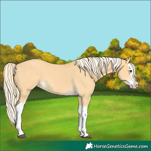 Horse Color:Palomino Dun Splash 