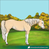 Horse Color:Palomino Dun Splash