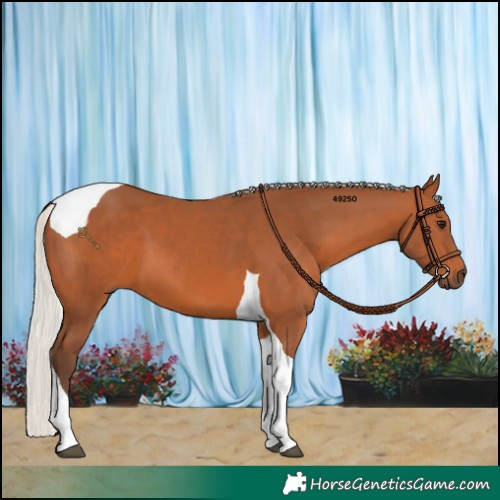 Horse Color:Silver Bay Tobiano 