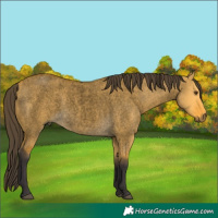 Horse Color:Void Buckskin Roan Dun 