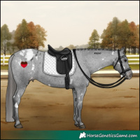 Horse Color:White Spotted Black Varnish Rabicano 