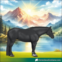 Horse Color:Black 
