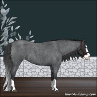 Horse Color:Blue Roan Splash Appaloosa 