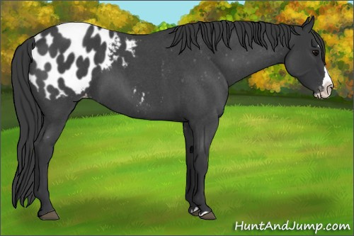 Horse Color:Blue Roan Splash Appaloosa 
