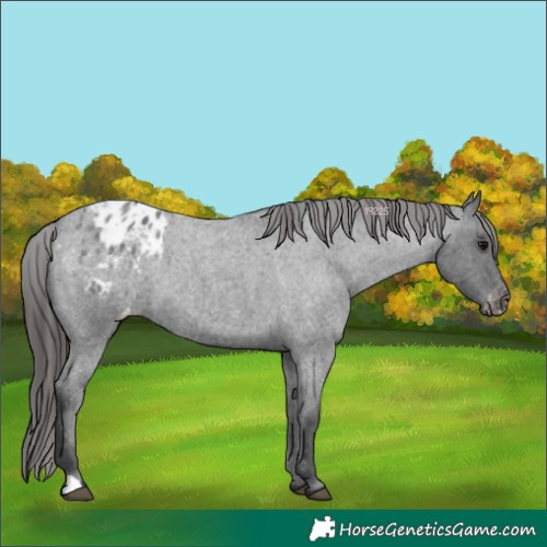 Horse Color:Blue Roan Appaloosa 