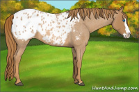 Horse Color:Red Roan Splash Appaloosa 