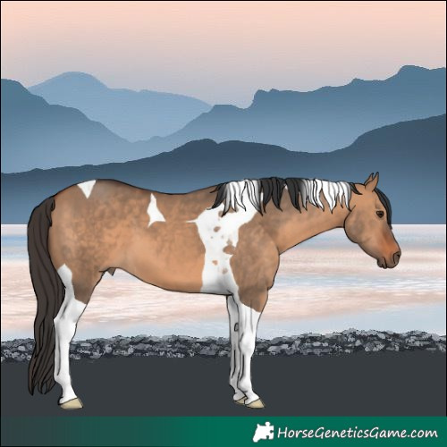 Horse Color:Bay Dun Tobiano