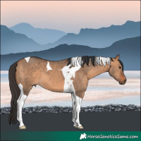 Horse Color:Bay Dun Tobiano 
