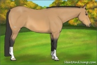 Horse Color:Buckskin 