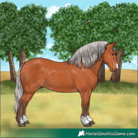 Horse Color:Silver Bay 