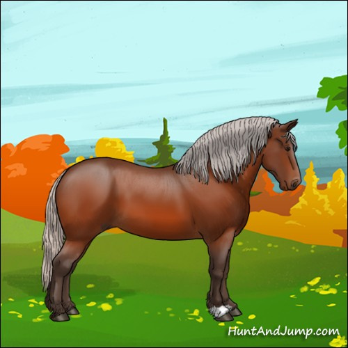 Horse Color:Silver Bay 