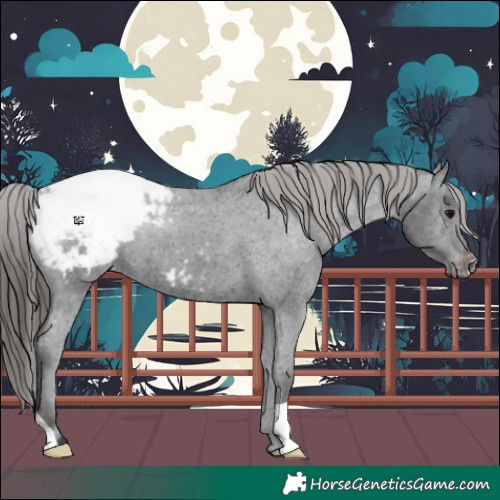 Horse Color:Black Appaloosa 