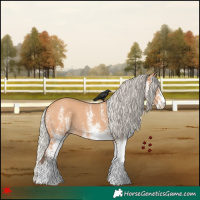 Horse Color:White Spotted Silver Bay Dun