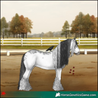 Horse Color:White Spotted Blue Roan Frame 