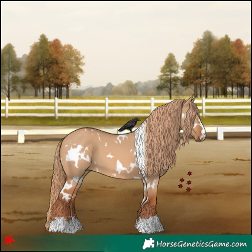 Horse Color:White Spotted Red Dun 