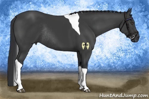 Horse Color:Black Tobiano Rabicano 