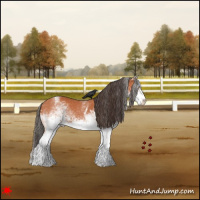 Horse Color:White Spotted Bay 