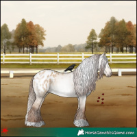 Horse Color:Gray Red Dun Appaloosa 