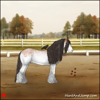 Horse Color:White Spotted Bay Roan Rabicano