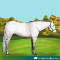 Horse Color:Gray Bay 
