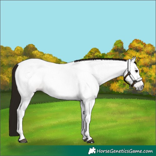 Horse Color:Gray Bay 