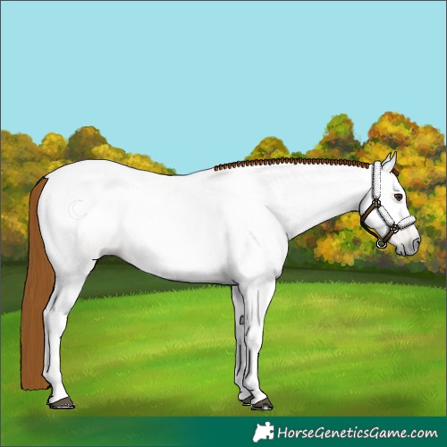 Horse Color:Gray Chestnut 