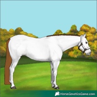 Horse Color:Gray Chestnut