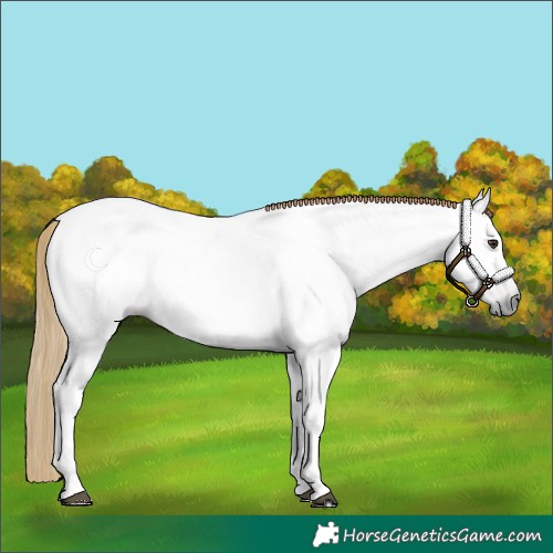 Horse Color:Gray Chestnut 