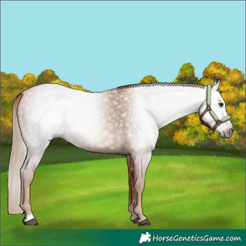 Horse Color:Gray Chestnut 