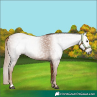 Horse Color:Gray Chestnut 